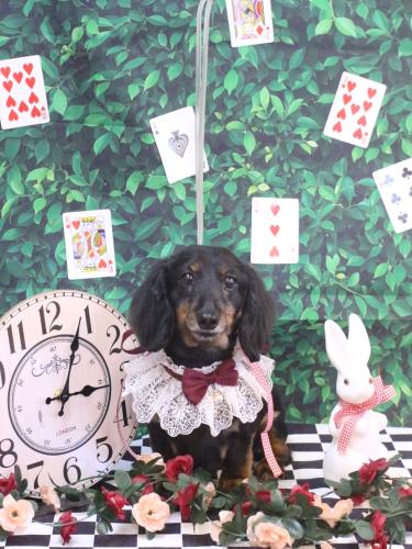 20250409ハルちゃん